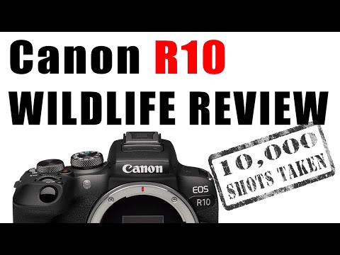 Review of the Canon R10 for Bird and Wildlife Photography