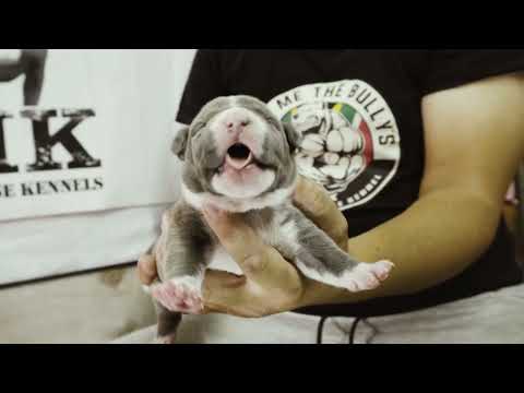 DHK Gracie x BullyBrothers SilverSurfer Pups Week 1.   Music by @KROBarzOfficial #americanbully