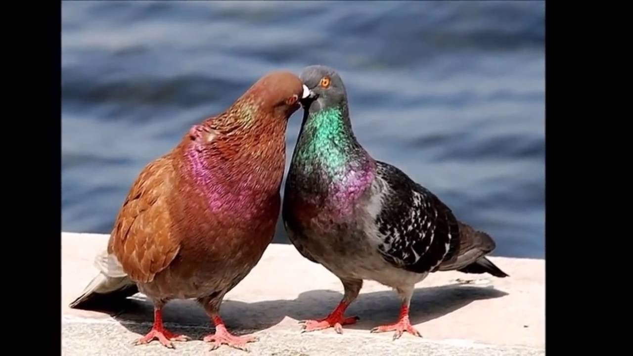 Illustrations of the God's Kingdom - The birdie of the broken wing - J. P. - Glory to Jesus!