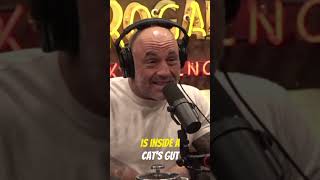 Joe Rogan Reveals Shocking Truth About Toxoplasmosis! 😱 #shorts
