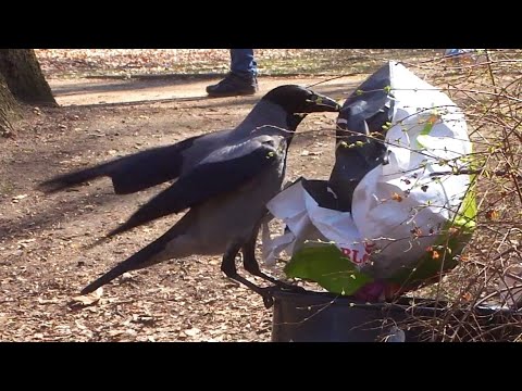 Krähe zaubert aus der Tonne  Intelligent Crow