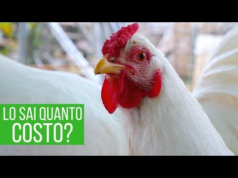 download lagu mp3 mp4 Spedire Animali Costo, download lagu Spedire Animali Costo gratis, unduh video klip Spedire Animali Costo