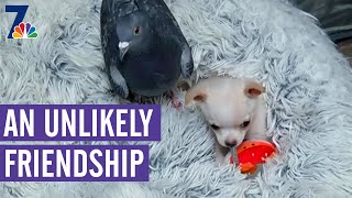 Unlikely Friendship Forms Between Chihuahua, Pigeon | What's Up