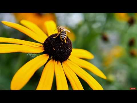 Capítulo 2. IV. La curación y la liberación del miedo. Un Curso de Milagros