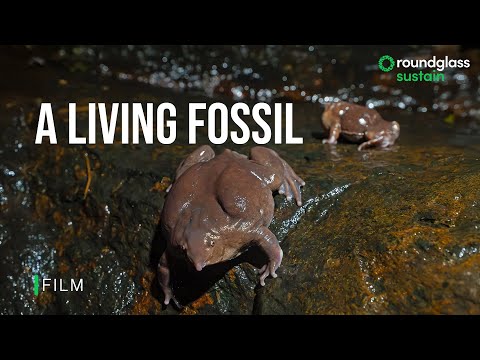 A Living Fossil: The Purple Frog's Brief Life on Land | Animal Behaviour | @RoundglassSustain