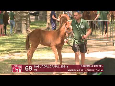 Sprinter Sacré Show 2021 : Lot 69 - N.21 Guadalcanal