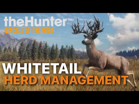 Whitetail Deer Herd Management Guide for the Great One Grind | the Hunter Call of the Wild
