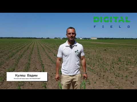 Проміжні обліки посівів кукурудзи