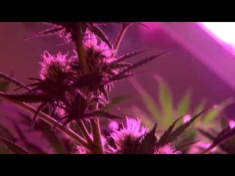 Prinz Harry, Albert & Johny Space - Hidden Champions (prod. Buskapé / Cuts via M.Shoecrafter)