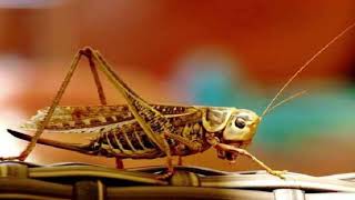 Download lagu MASTERAN BELALANG EMAS GACOR PARAH SUARA JERNIH TANPA ADA SUARA BERISIK mp3 Download lagu MASTERAN BELALANG EMAS GACOR PARAH SUARA JERNIH TANPA ADA SUARA BERISIK mp3