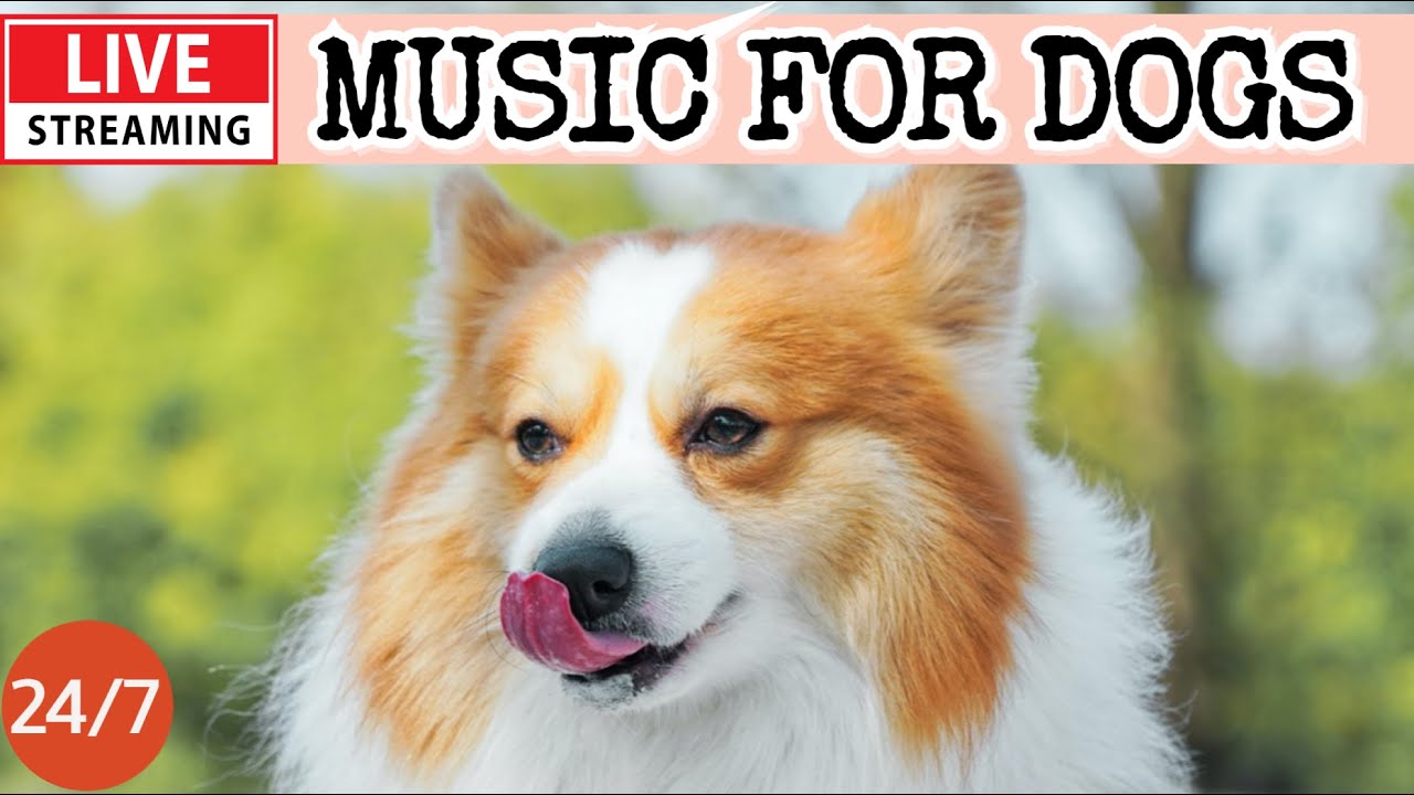 🔴[LIVE] Dog Music🎵 Dog Calming Music🐶Anti Separation anxiety Relief💖Soothing Sleep Music for Dogs🔴３