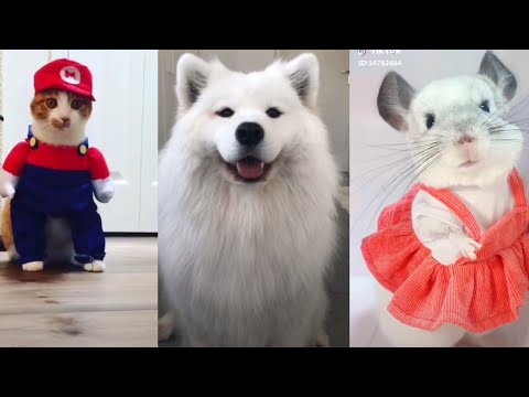 CUTE PETS | FUNNY TIKTOK COMPILATION