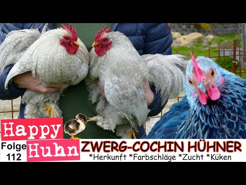 , title : 'E112 Zwerg-Cochin-Hühner im Rasseportrait bei HAPPY HUHN - Farbschläge, Haltung, Zucht, Naturbrut'