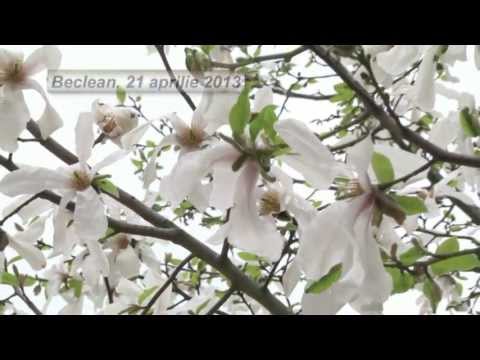 Beclean, jud. Bistrita-Nasaud, 21 aprilie 2013