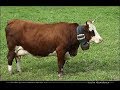 Vache D Abondance La Descente Des Alpages Grenoble France