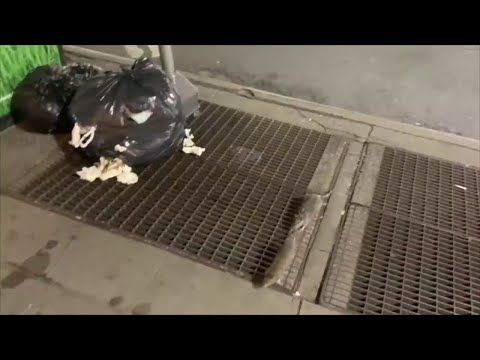 NYC Council’s New Legislation To Combat Rats