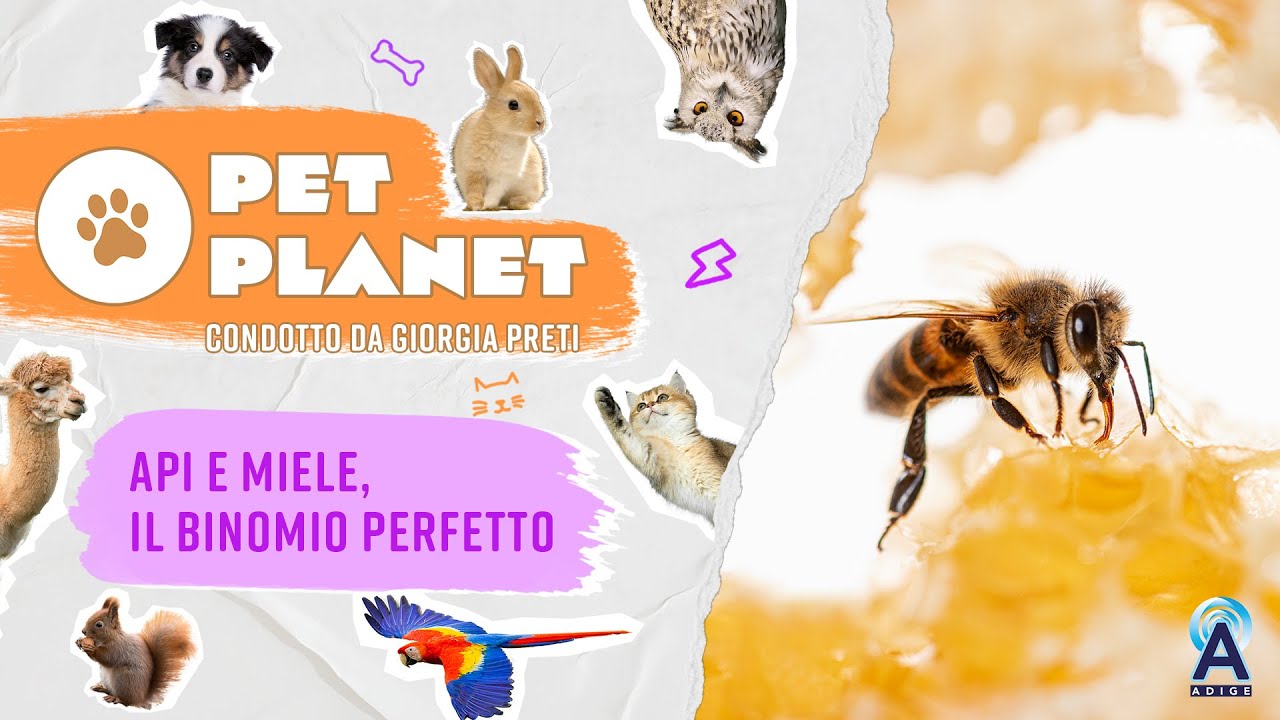 Descrizione dell'immagine