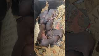 Small Paws Big Dreams , Delicate Tails and Daring Spirits  #RatBabies #ratpack