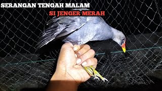 Download lagu SO CRAZY||STONE COWLAND NET AT NIGHT mp3 Download lagu SO CRAZY||STONE COWLAND NET AT NIGHT mp3