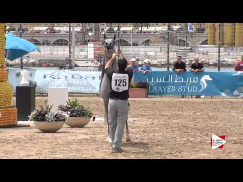 N.127 MAGIC OF SHWAN - Menton 2015 - Colts 3 years old (Class 8)