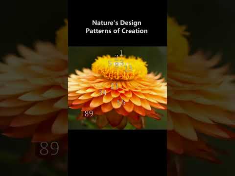 Sacred Geometry: Part 2 - The Golden Ratio and Universal Spiral