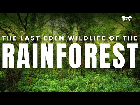 The Last Eden: Wildlife of the Rainforest | documentary in hindi national geographic