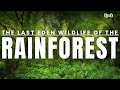 The Last Eden Wildlife Of The Rainforest Documentary In Hindi National Geographic