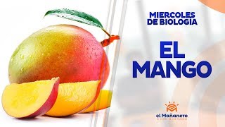 Miercoles de biología – El Mango