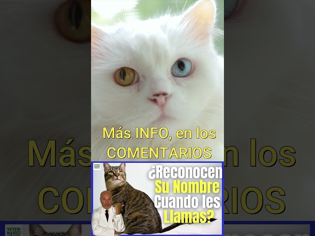 📣 ¿LOS GATOS RECONOCEN SU NOMBRE Y SU SIGNIFICADO? 📣