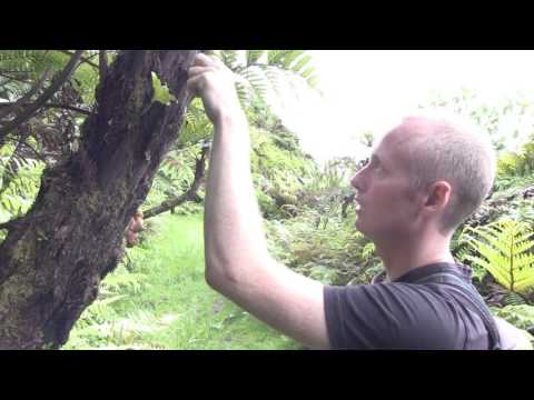 St Helena News - Newsbite 160401