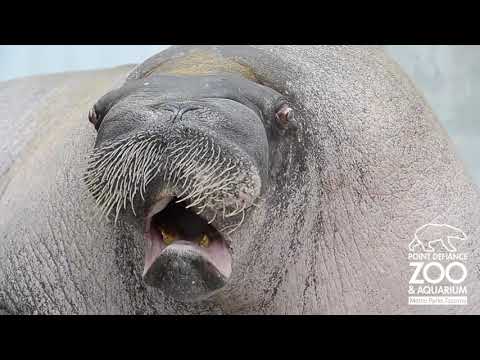 ARCTIC CHONK - "SEAL OF FATE" (Compilation of seals and penguins)