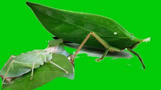 Download lagu Suara Belalang. Grasshopper Sound mp3