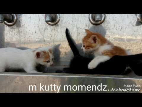 Funny Kitten's meawoo