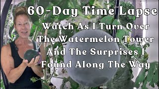 Watermelon Growth Time-Lapse & Surprises I Found When Cleaning Out The #towergarden #garden