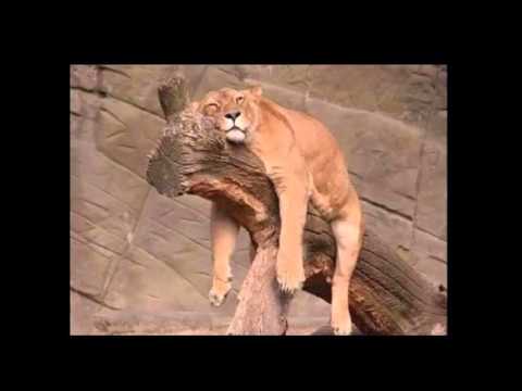 Podobno NiePodobni - Leń (Prod. O.S.T.R.)