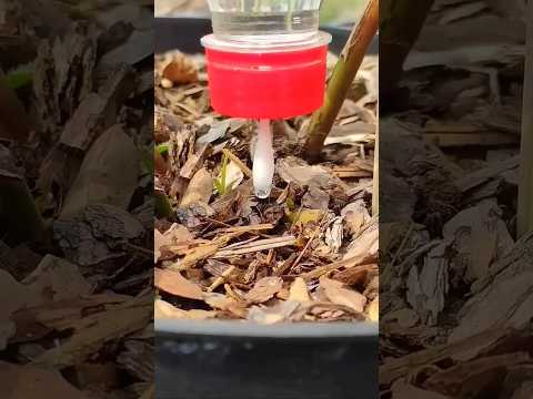 Não se esqueça deste truque! Como fazer irrigação por gotejamento para plantas de forma fácil?