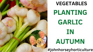 HOW TO PLANT AUTUMN GARLIC - PLANTING GARLIC SETS