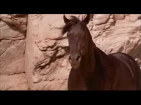 Halo- Horses