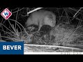 Bever vertoeft prima in Zoetermeer, maar komt er een bevergezin? - OMROEP WEST