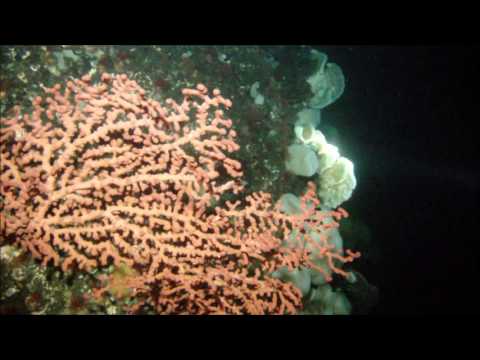 Ocean Quest Dive Centre - Diving British Columbia