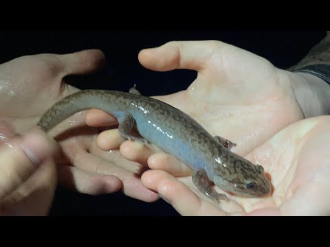 Coastal Giant Salamander (Dicamptodon tenebrosus)