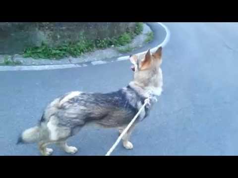 Czechoslovakian Wolfdog .Cane lupo cecoslovacco. STARK  Wolf Hybrid