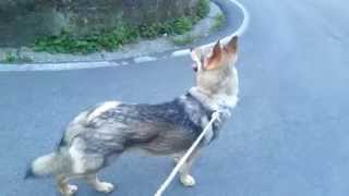 Czechoslovakian Wolfdog .Cane lupo cecoslovacco. STARK  Wolf Hybrid