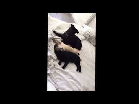 Sitara cuida muy bien a sus cachorros. Hasta que....