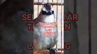 Download lagu Suara trucukan betina memanggil jantan, pancingan trucukan paling ampuh mp3