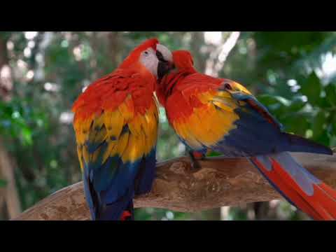 Macaw bird full HD Colorful video 4k ultra HD 60 fps