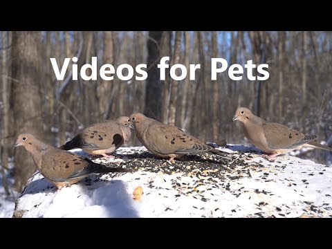 Mourning Doves Having an Afternoon Snack - 10 Hours - Jan 19, 2023