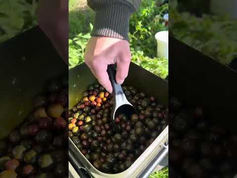 This is how to dip the OnlyCarp boilies before starting fishing!!!