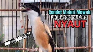Download lagu burung cendet gacor JITU BONGKAR FULL EMOSI PANCINGAN CENDET AGAR BUNYI,, bikin BURUNG PENTET GACOR mp3 Download lagu burung cendet gacor JITU BONGKAR FULL EMOSI PANCINGAN CENDET AGAR BUNYI,, bikin BURUNG PENTET GACOR mp3