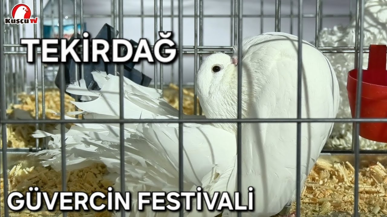 TEKİRDAĞ ÇORLU SÜS GÜVERCİNLERİ FESTİVALİ